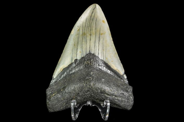 Fossil Megalodon Tooth - North Carolina #109529